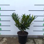 Vavrínovec lekársky (Prunus laurocerasus) ´OTTO LUYKEN´ - výška 20-40 cm, kont. C3L (-21°C)